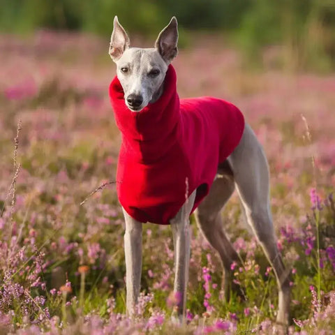 Gilet polaire d’hiver pour whippet - Red / L
