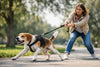 Pourquoi votre chien tire en laisse et comment réagir