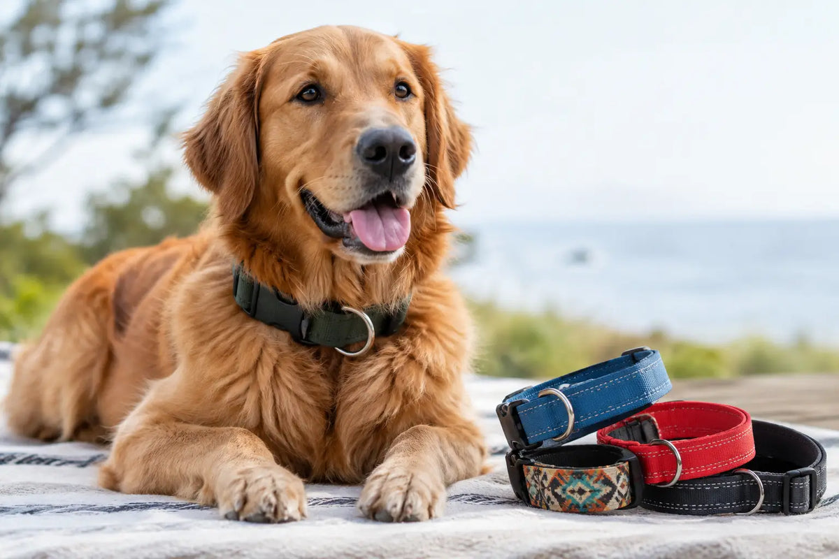 Bien choisir un collier pour chiens au quotidien