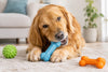 Meilleurs jouets à mâcher durables pour chien