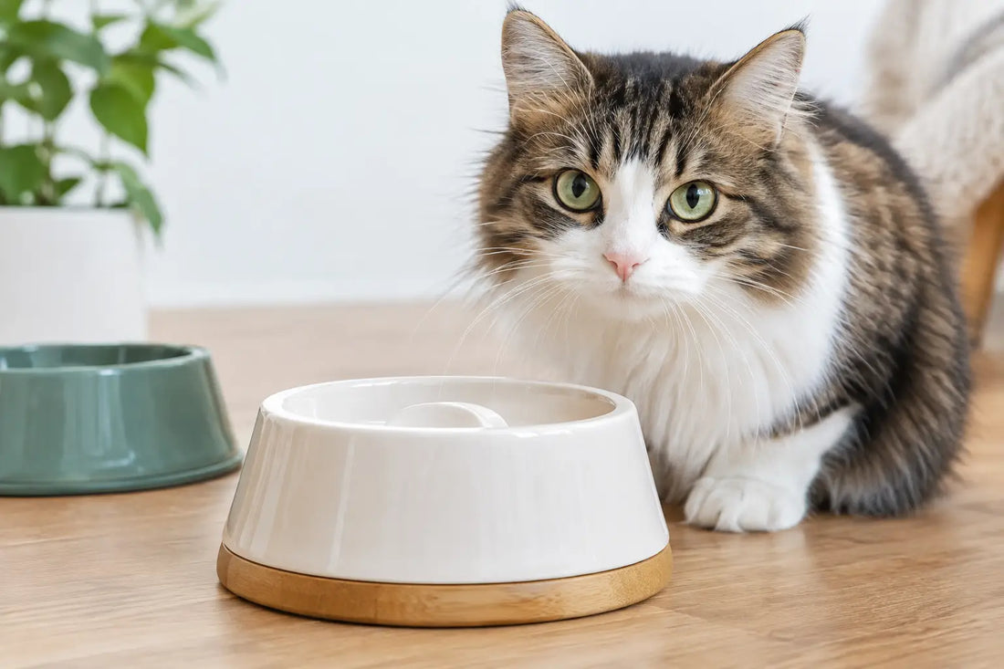 Quelle gamelle pour chat aux moustaches sensibles ?