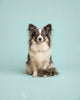 Un papillon long poil noir et blanc assis attentivement sur fond teal pour des voyages en voiture avec chien