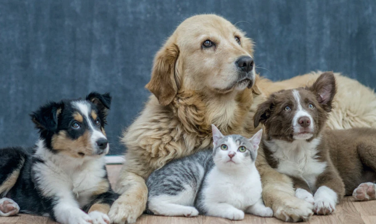 Les Produits TOP pour le soins de vos  animaux de compagnie