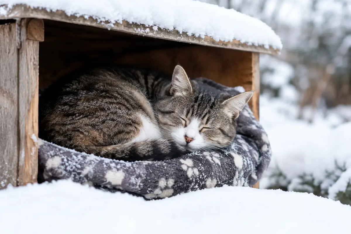 Un chat dort-il bien dehors quand il fait froid ?