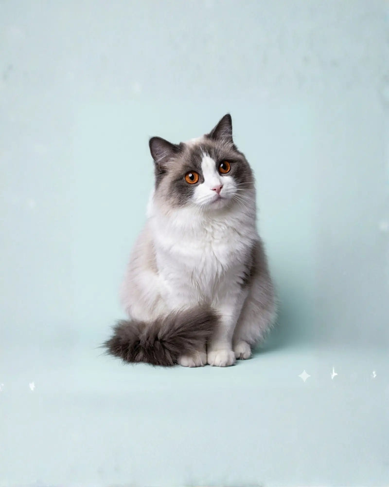 meilleures ventes pour chats produits populaires