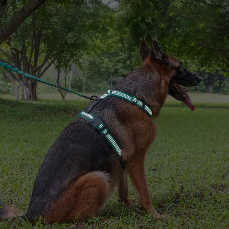 Harnais pour grand chien en forme de H