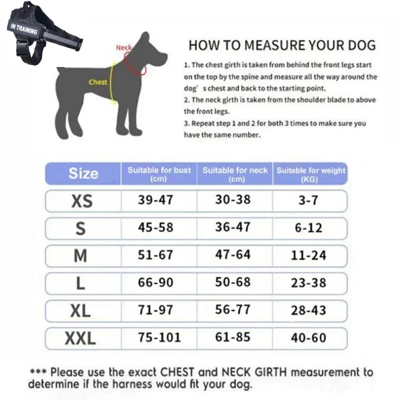 Collier et harnais pour chien