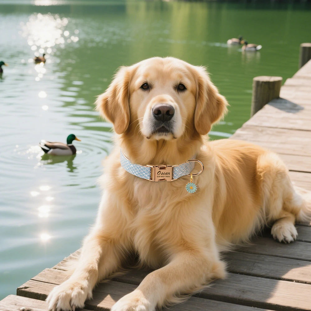 Collier de chien Bling personnalisé