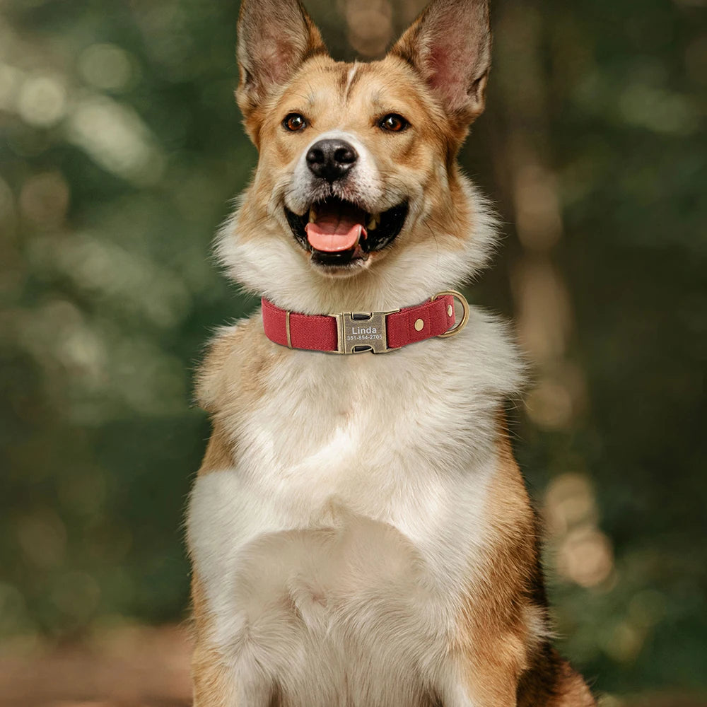 Personalized Dog Collar