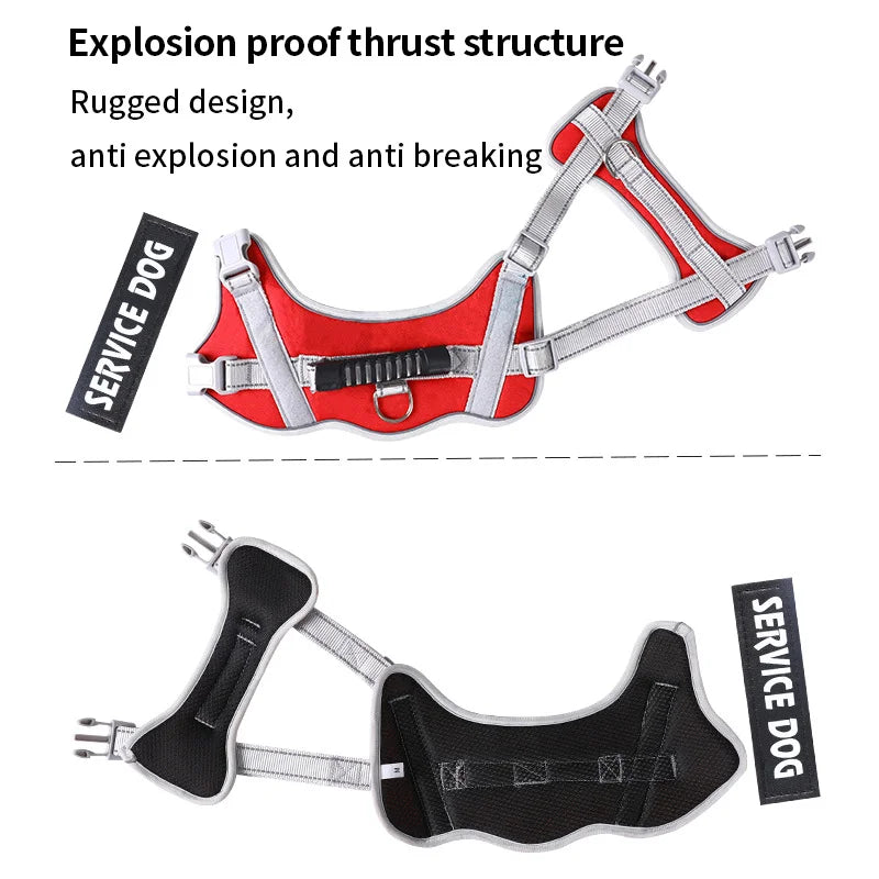 Harnais chien personnalisé