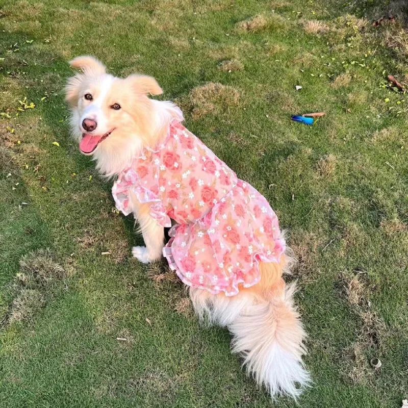 Robe fine en maille pour animaux