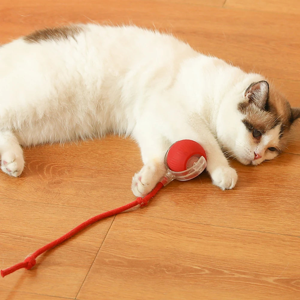 Jouet balle interactive pour chat