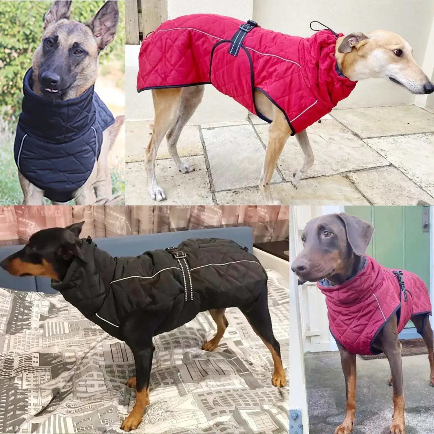 Veste d'extérieur pour chien