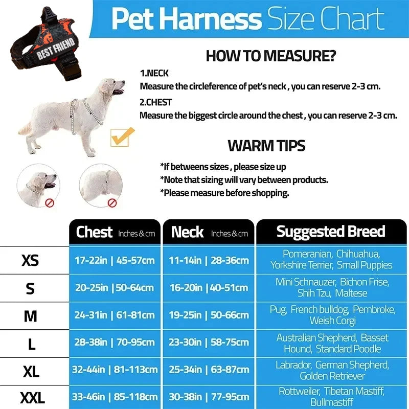 Collier et harnais pour chien