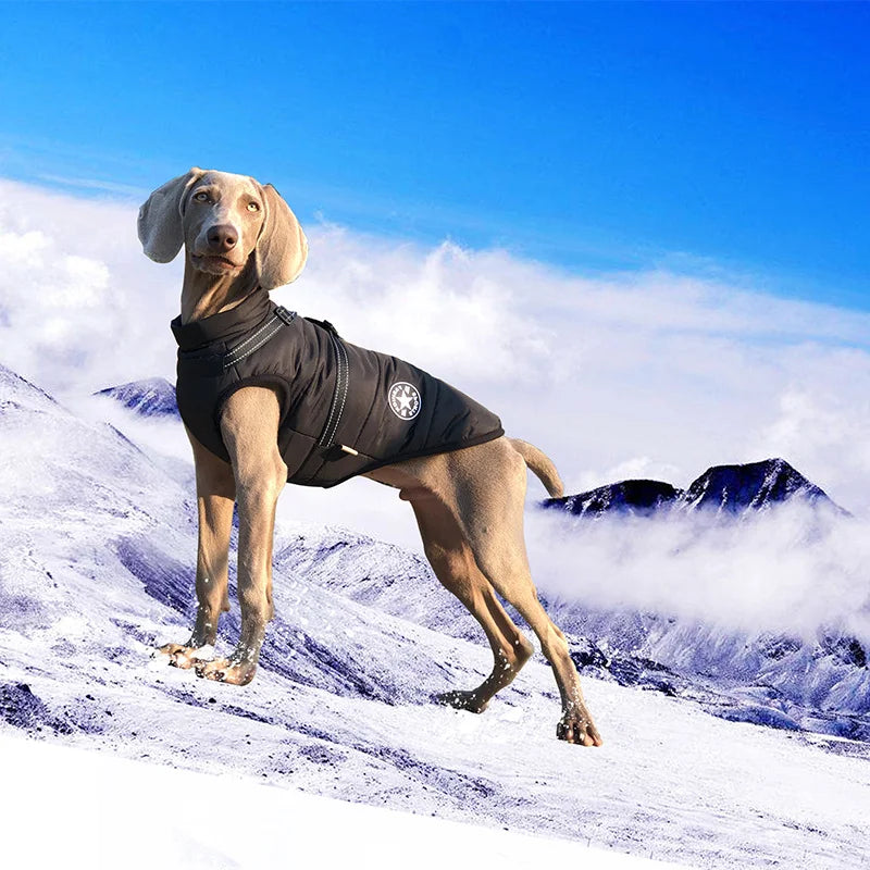 Vêtements d'hiver pour chien avec harnais