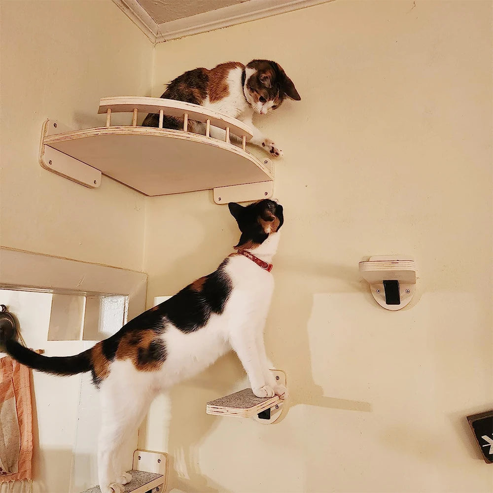 Ensemble d'escalade murale pour chat