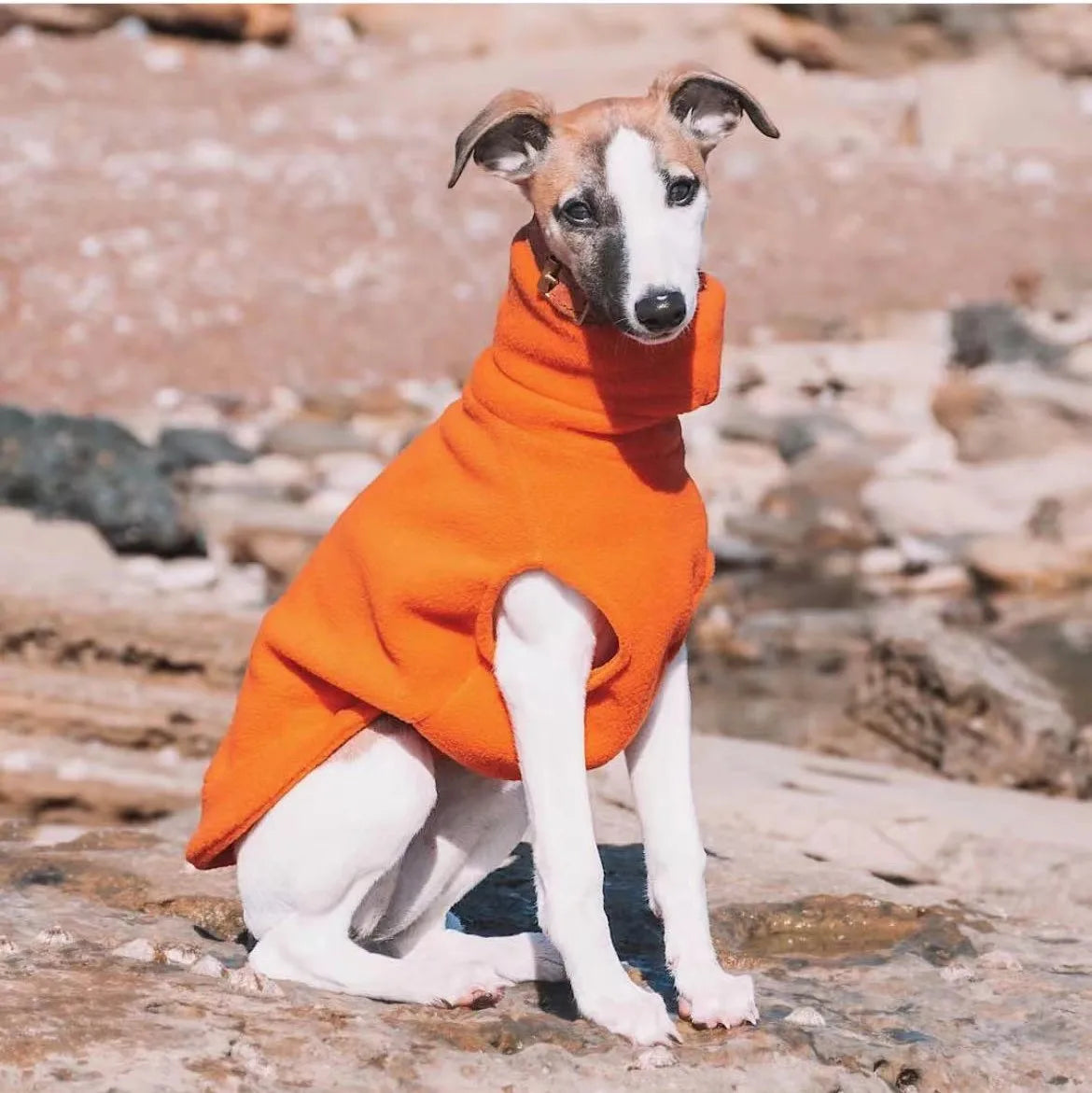 Gilet polaire d'hiver pour whippet