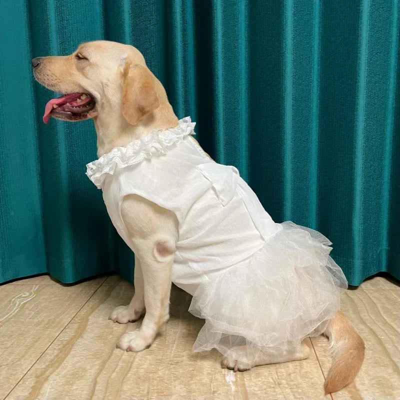 Robe de mariée pour grand chien