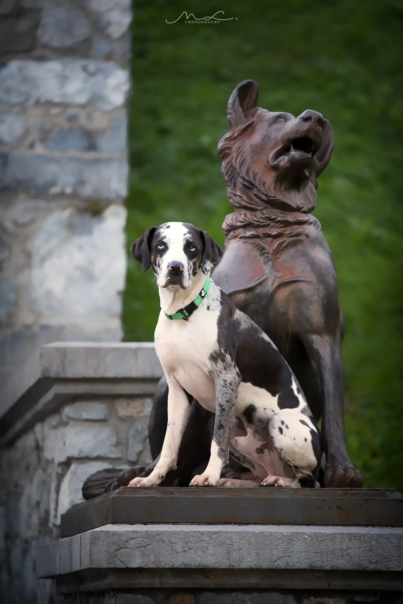 Truelove Pet Dog Collar