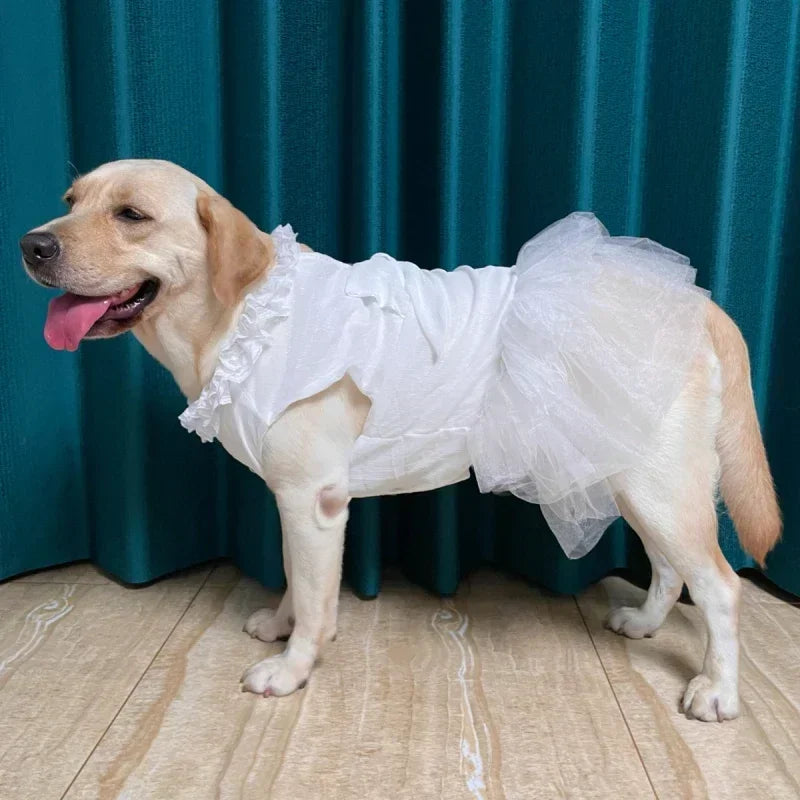 Robe de mariée pour grand chien