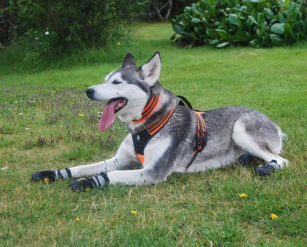 Harnais réfléchissant en nylon pour chien
