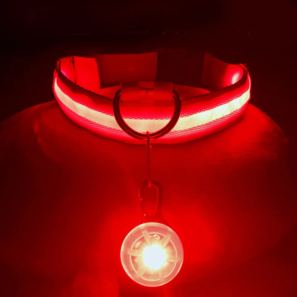 Collier lumineux LED pour animaux de compagnie