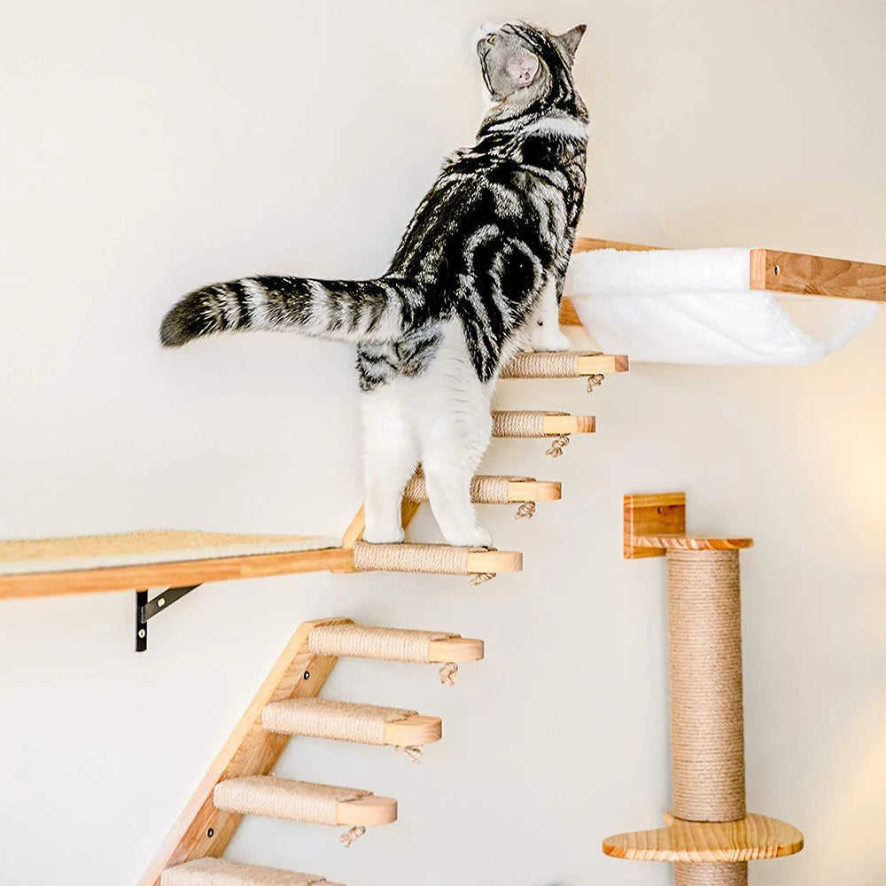 Ensemble d'escalade murale pour chat