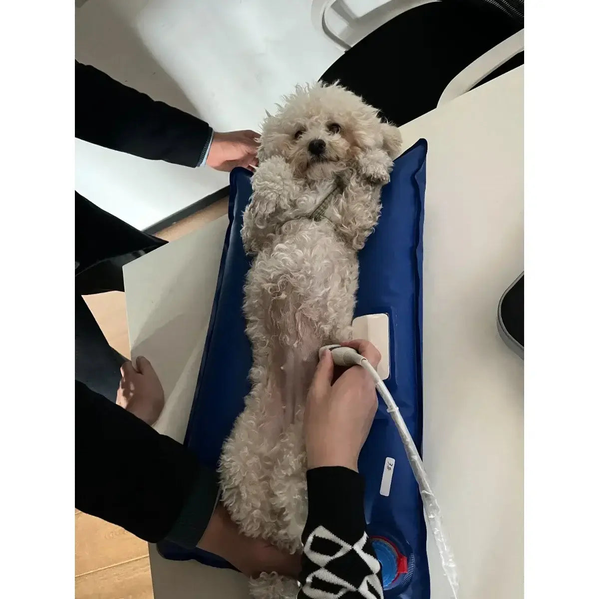 Animal Surgical Accessories Pet Vacuum Positioning Mat Care Room Small Veterinary Examination Pad 100x60cm 60x40cm