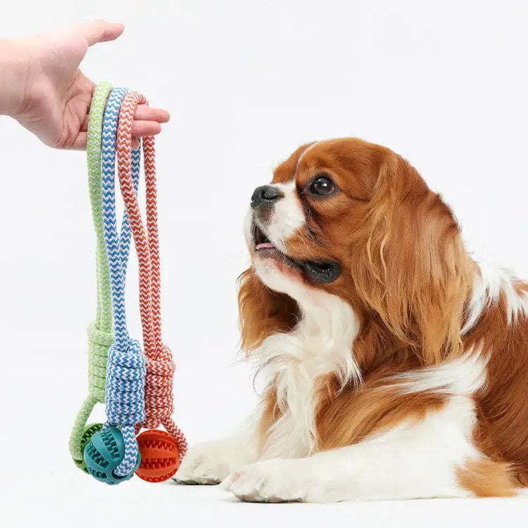 Balle de nettoyage de dents pour animaux