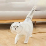 Cat head protection ball pet grooming accessories breathable mask swimming helmet cat supplies