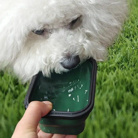 Collapsible Pet Bowl Foldable Travel Dog Bowl Portable Water Food Feeder Lightweight Outdoor Bowl for Small Medium
