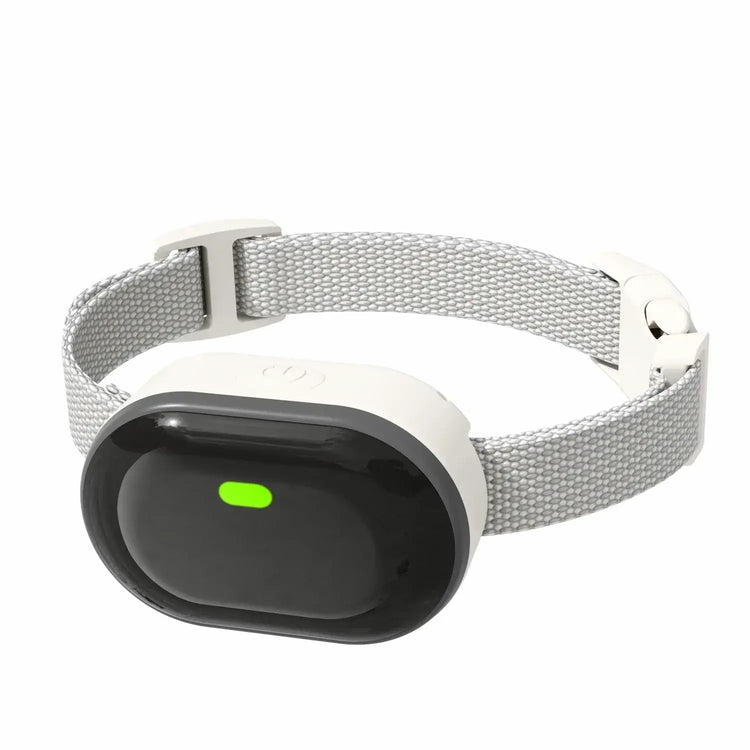 Collier de dressage pour petit chien
