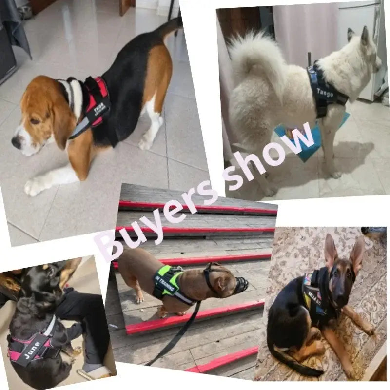 Collier et harnais pour chien