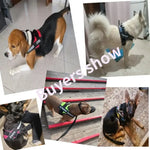 Collier et harnais pour chien