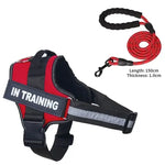 Collier et harnais pour chien - Red / XXL