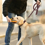 Collier et laisse en cuir sur mesure pour chien
