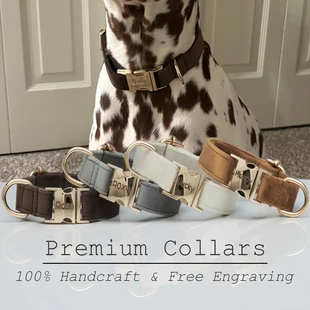 Collier et laisse en velours pour chien
