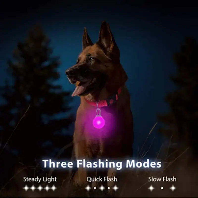 Collier lumineux LED pour animaux de compagnie