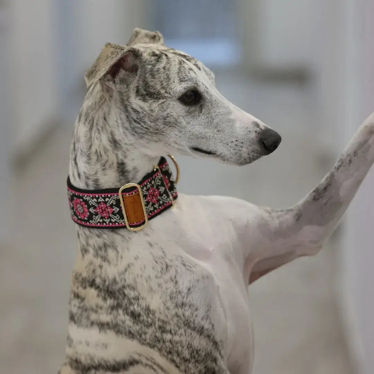 Collier martingale pour chien