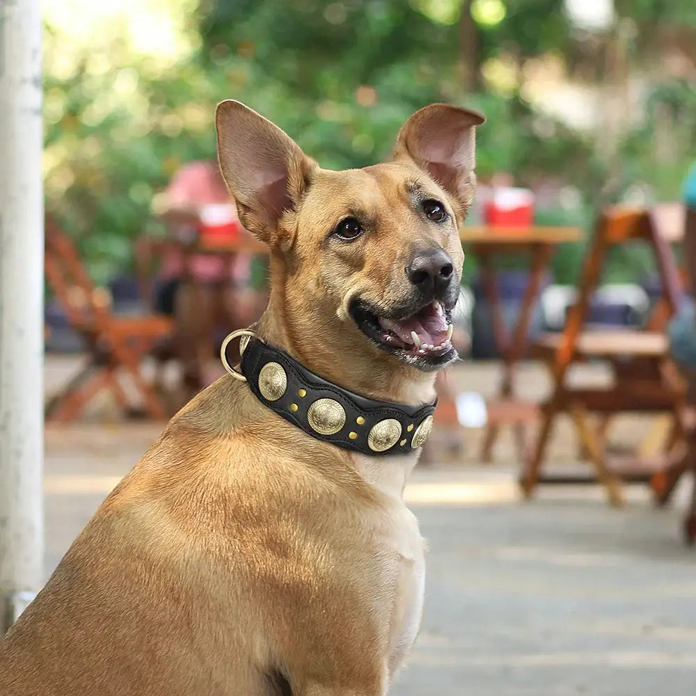 Collier pour chien en cuir véritable