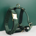 Collier pour chien en velours personnalisé