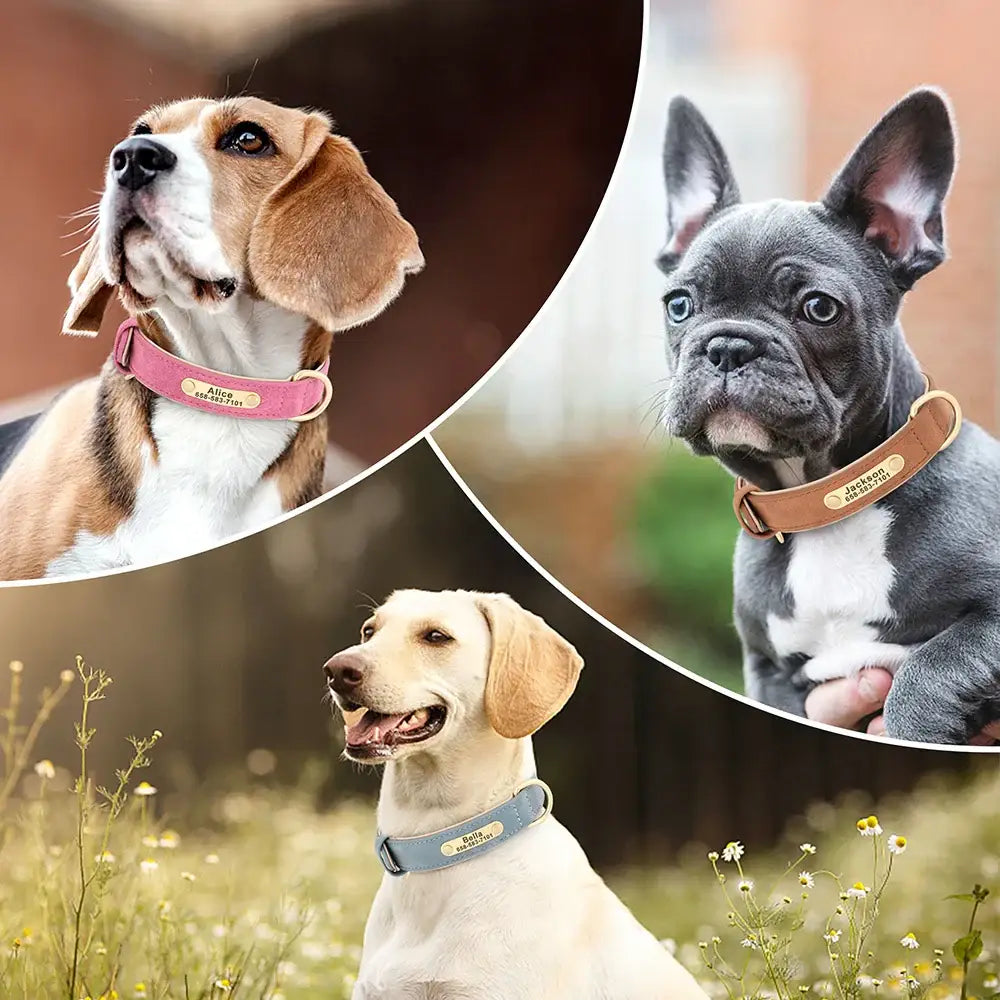 Collier pour chien gravé sur mesure
