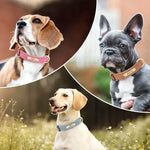 Collier pour chien gravé sur mesure