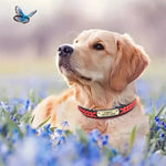 Collier pour chien personnalisé