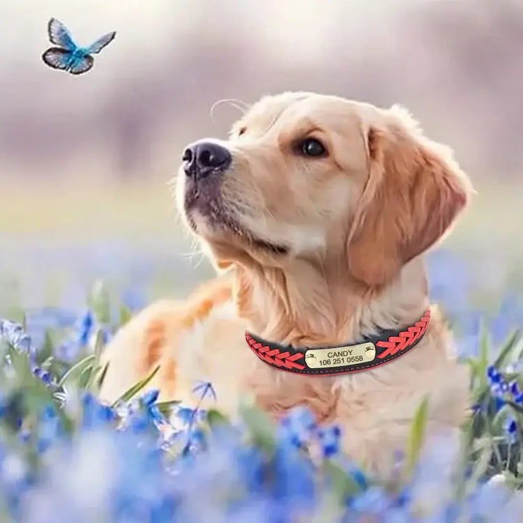 Collier pour chien personnalisé