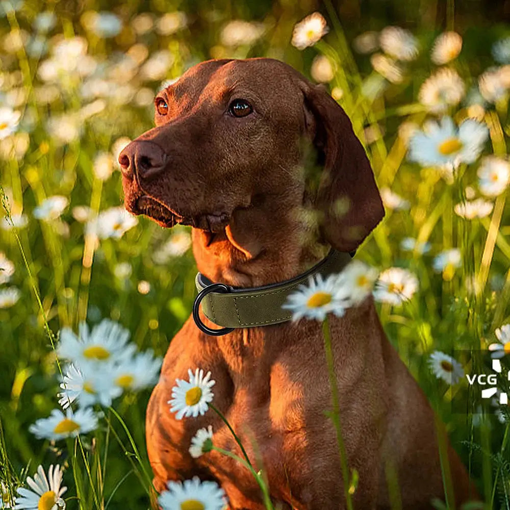 Collier pour grand chien
