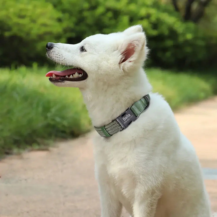 Colliers pour chiens en nylon