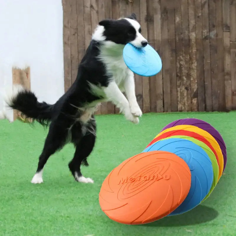 Disque volant pour chien