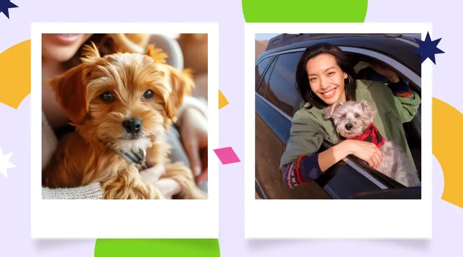Sac de transport pour petits chiens