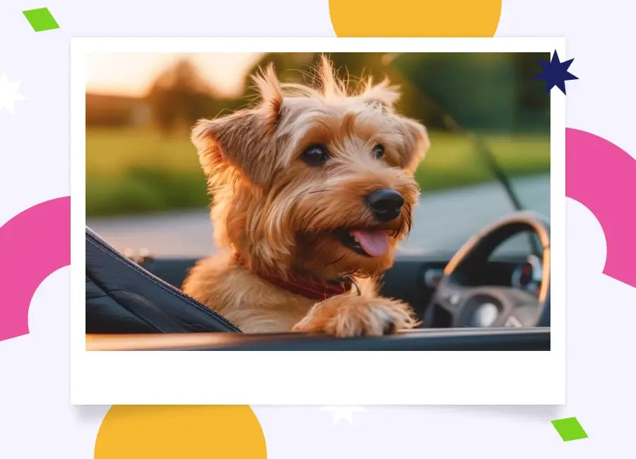 Une aventure extraordinaire avec votre chien